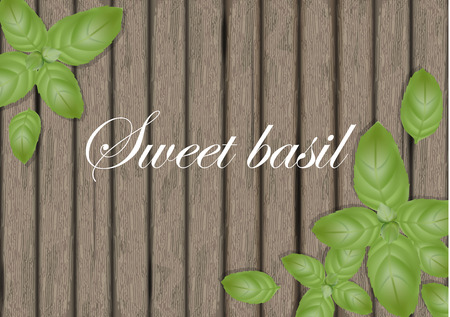 Sweet basil leaves on wooden cutting board. Mint leaf. Banner design elements. Vector illustration.のイラスト素材