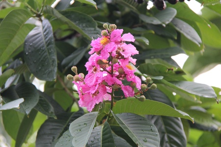 Pink flower