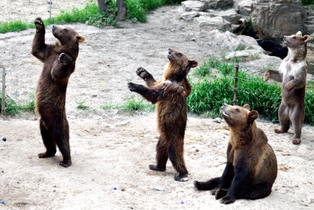 the standing brown bearsの写真素材