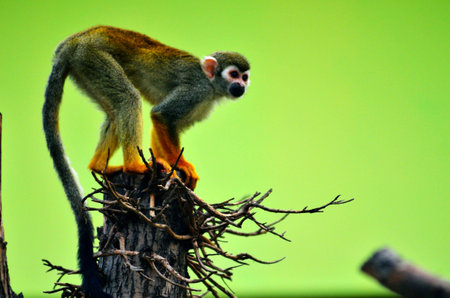 Squirrel monkey on a tree trunkの写真素材