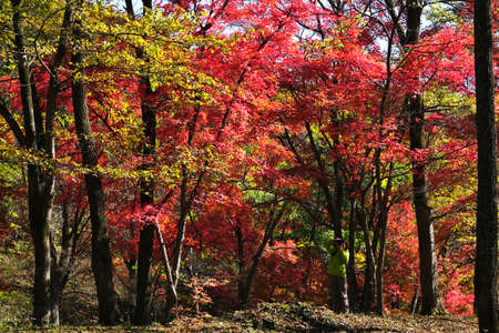 Jiaohe Hongye Valleyの写真素材