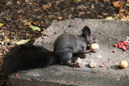 squirrelの写真素材