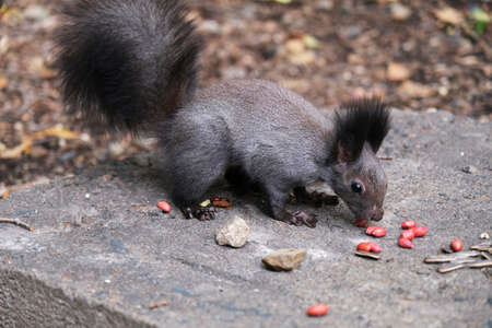 squirrelの写真素材