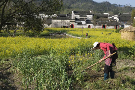 Spring plowing in the ancient village of Xidiのeditorial素材