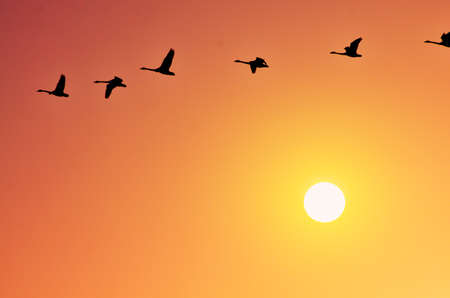 Beautiful white swan flying in the sky.の写真素材