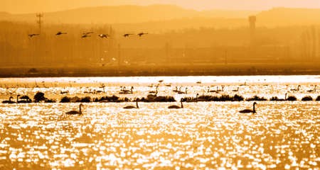 In the evening, beautiful white swans are roaming on the lake.の写真素材