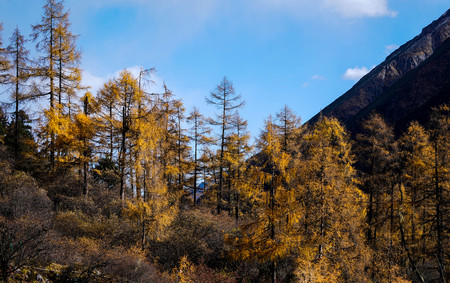 Beautiful scenery of Blackwater County in Aba Tibetan and Qiang Autonomous Prefecture of Sichuan -- glacier colored forest lakesの写真素材