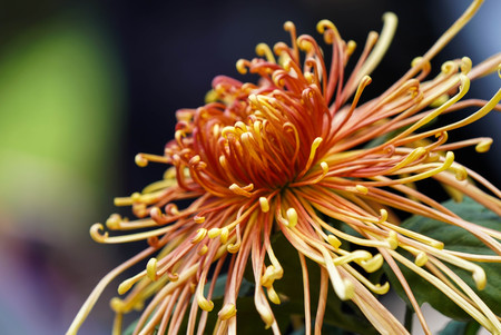 Chrysanthemumの写真素材