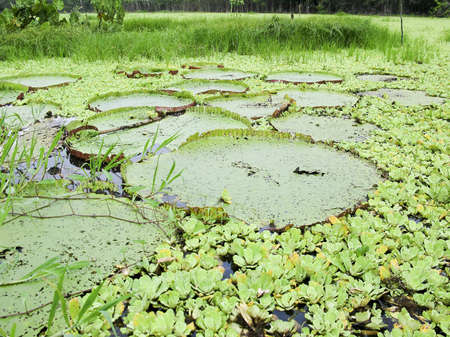 A giant lotus in a pond