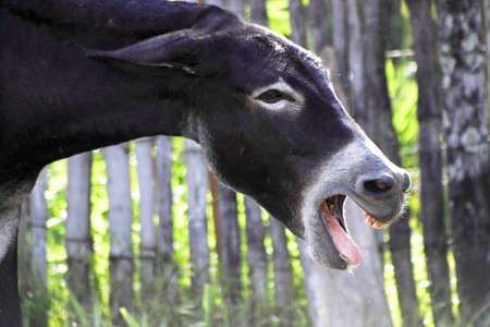 A mule brayingの写真素材