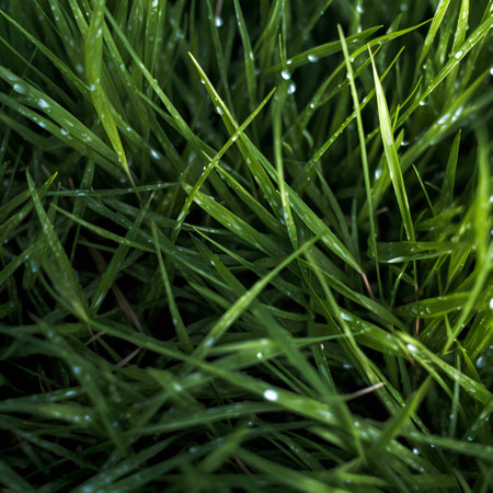 Green grass with dew drops close-up. Natural background.の素材