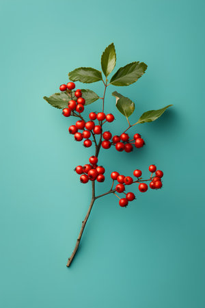 Branch of rowan with red berries on a blue background.の素材