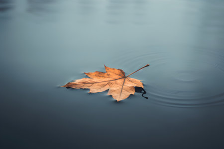 Autumn maple leaf floating on the water surface with ripples.の素材