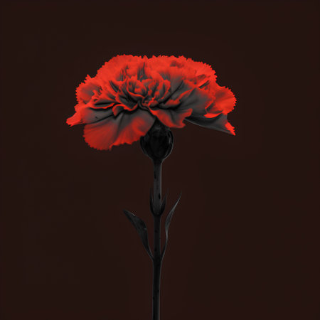 Red carnation flower isolated on dark background. 3d illustration.の素材