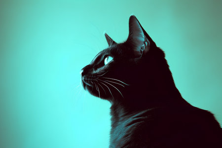 Portrait of a black cat on a turquoise background.の素材