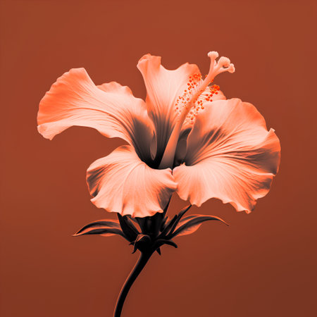 Beautiful orange hibiscus flower isolated on dark background.の素材