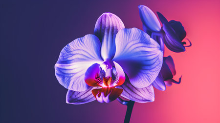 Beautiful purple orchid flower on a purple background. Floral background.の素材