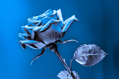 Beautiful blue rose on a blue background. Close-up.の素材