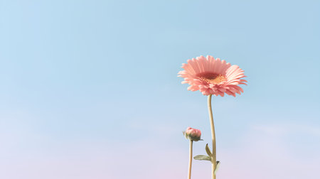 Pink gerbera flower on blue sky background. Copy space.の素材