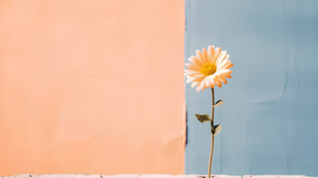 Yellow daisy on blue and orange background. Minimal style.の素材