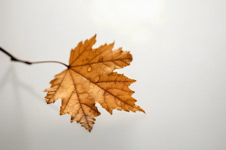 Autumnal maple leaf on a white background with copy space.の素材