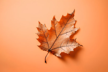 Dry autumn leaf on orange background. Minimal autumn concept.の素材