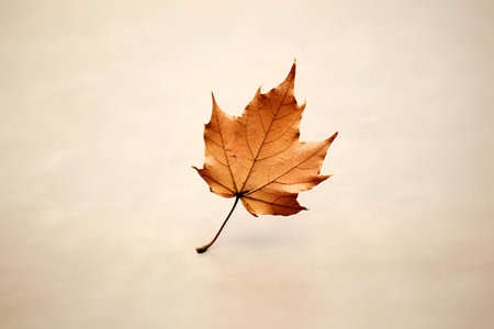 Autumn maple leaf isolated on a white background with copy space.の素材