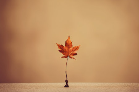 Autumn maple leaf on a beige background. Autumn concept.の素材