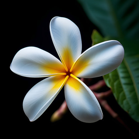 frangipani flower isolated on black background with clipping path.の素材