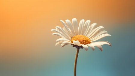White daisy flower on a blue-yellow gradient background. Copy space.の素材