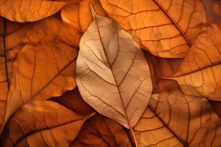 autumn leaves close-up, background and texture, autumn backgroundの素材