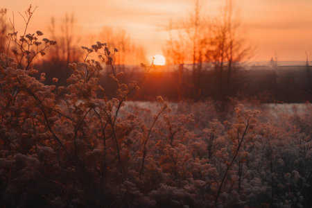 Beautiful winter landscape. Sunset over the field with dry grass.の素材