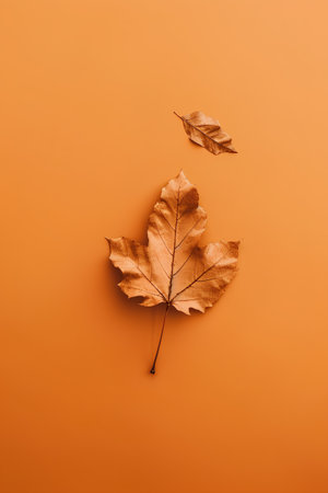Autumn leaf on orange background. Flat lay, top view.の素材