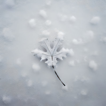 Leaf in the snow. Winter background. Seasonal background.の素材
