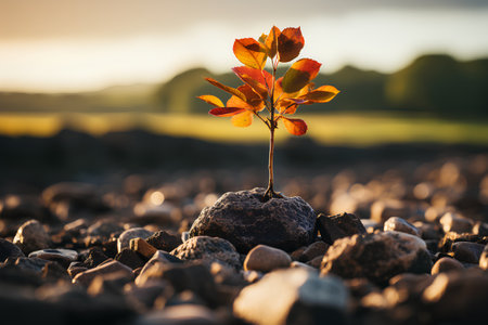 Young plant growing on a pile of pebbles in the sunsetの素材