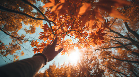 Woman's hand touching the autumn leaves in the park. Autumn backgroundの素材