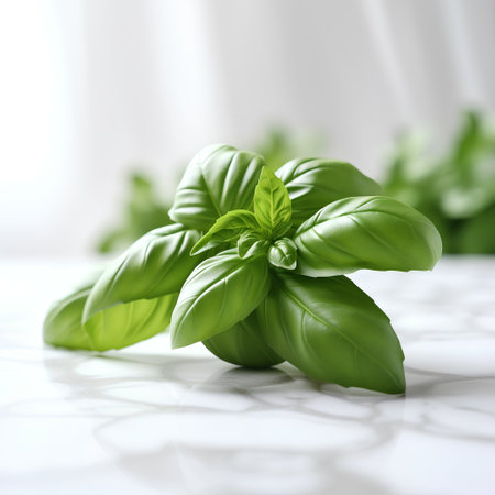 Fresh green basil leaves on a white table. Selective focus.の素材