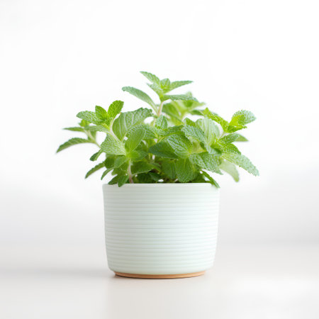 Mint leaves in a white ceramic pot on a white background.の素材