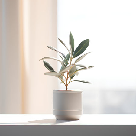 Ficus in a pot on the windowsill. 3d renderingの素材