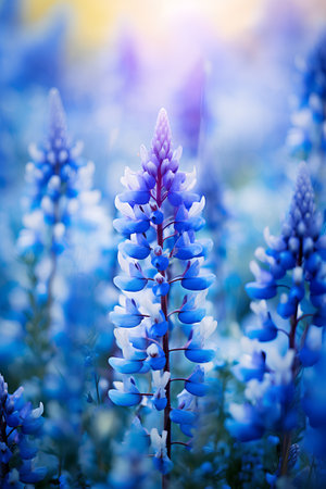 Blue lupine flowers close-up. Floral background.の素材