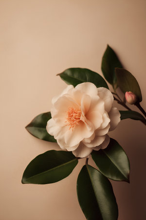 Camellia flower on a beige background. Selective focus.の素材