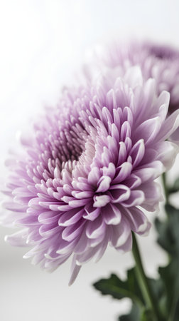 Purple chrysanthemum flower on white background, close upの素材