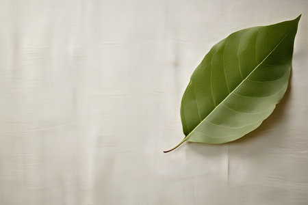 Green leaf on white fabric background. Flat lay, top view.の素材