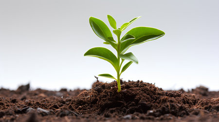 Green seedling illustrating concept of new life and beginning to grow.の素材