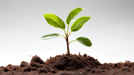 Young green plant in soil isolated on white background. 3d renderの素材