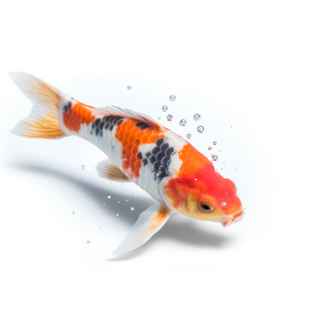 Koi fish with water drops isolated on white background. 3d illustrationの素材