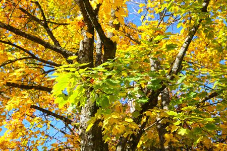 Maple tree with yellowed and green autumn leaves against a blue skyの写真素材