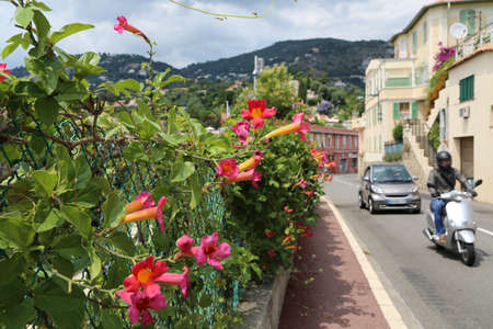 Blooming rose shrub weigela of the old town streetのeditorial素材