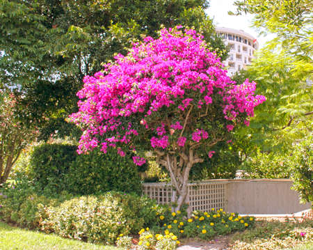 Monte-Carlo, Monaco - August 3, 2013: blooming bougainvillea in the park near the opera house and casinoのeditorial素材