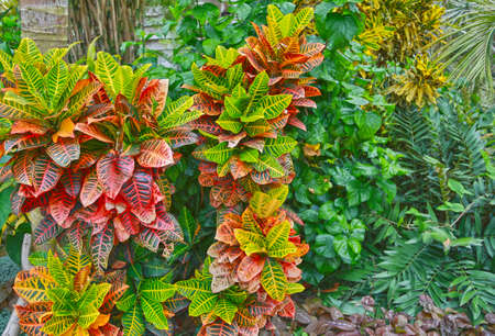 Croton tropical shrub with motley variegated striped leaves